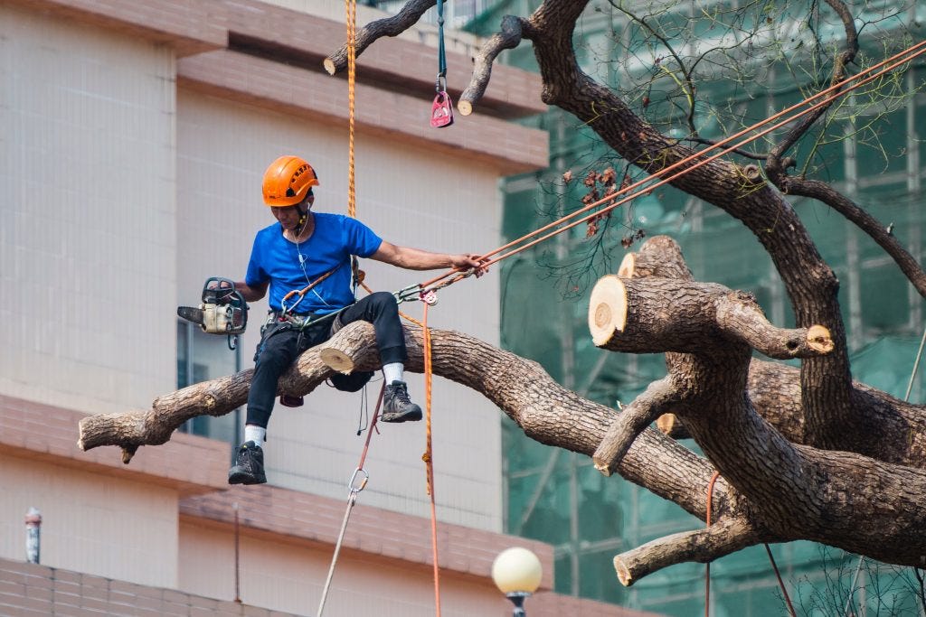 Essential Tree Services: Professional Care For Healthy Trees