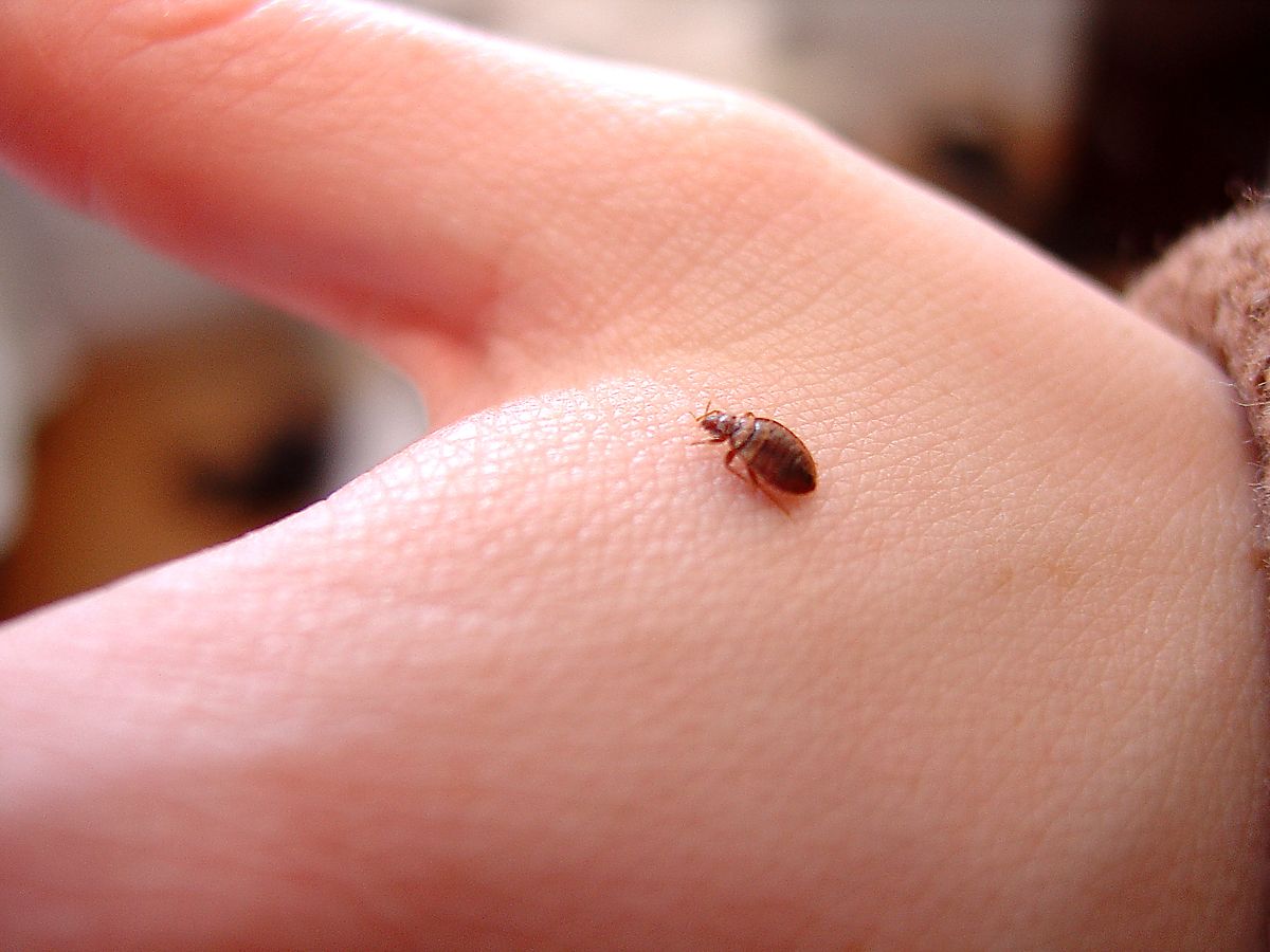 Best Bed Bugs Lawyer For Your Legal Needs